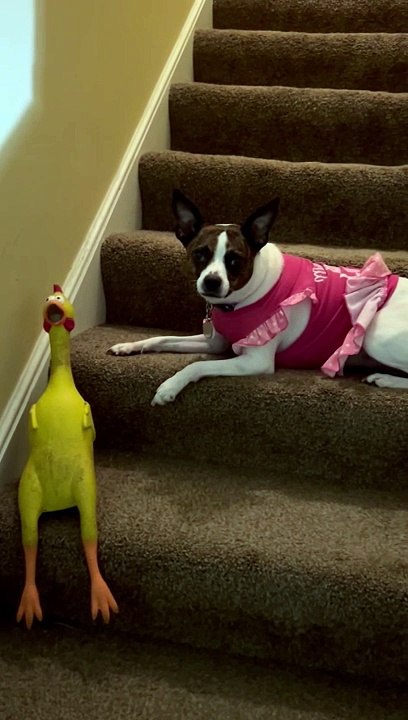 Princess n Chicken on STAIRS
