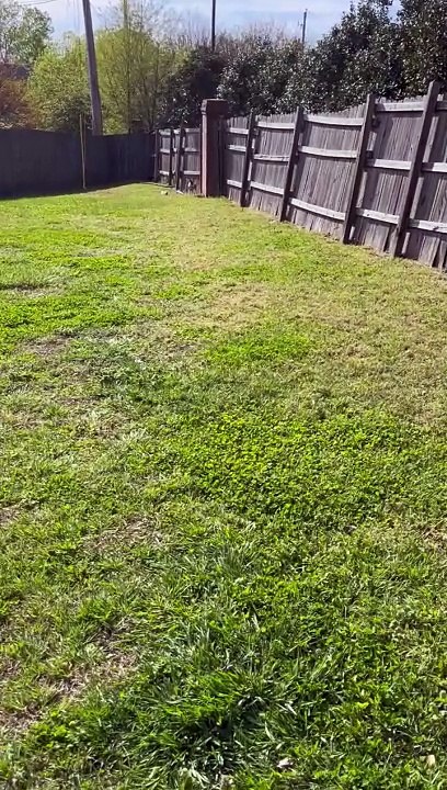 Princess chases birds