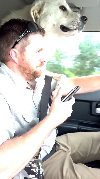 Man Adopts Stray Dog From Parking Lot