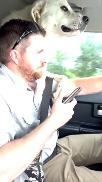 Man Adopts Stray Dog From Parking Lot