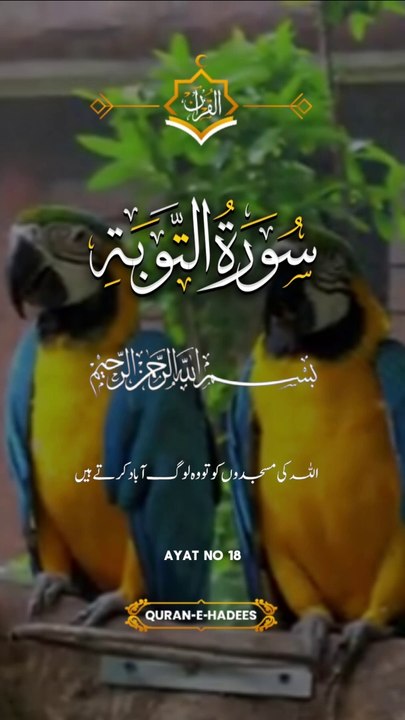 Surah Tauba Ayat 16 Tarjum #quran #tarjuma #islam