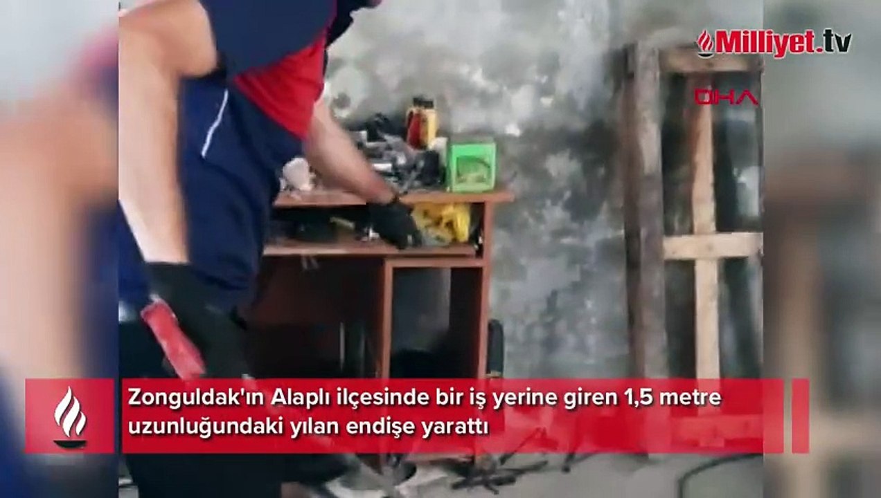 İş yerine 1,5 metre uzunluğunda yılan girdi! Yılan timi çağırıldı