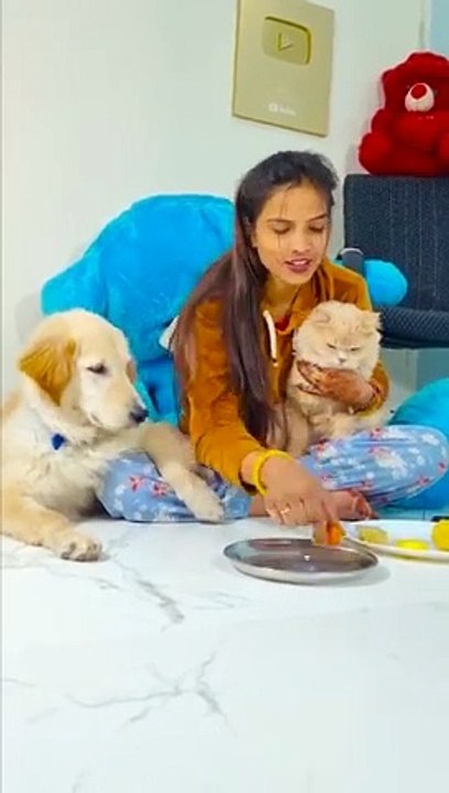 मेरे_बिल्ली_को_गुस्सा_आ_गया_#funnydogs_#shorts(360p)
