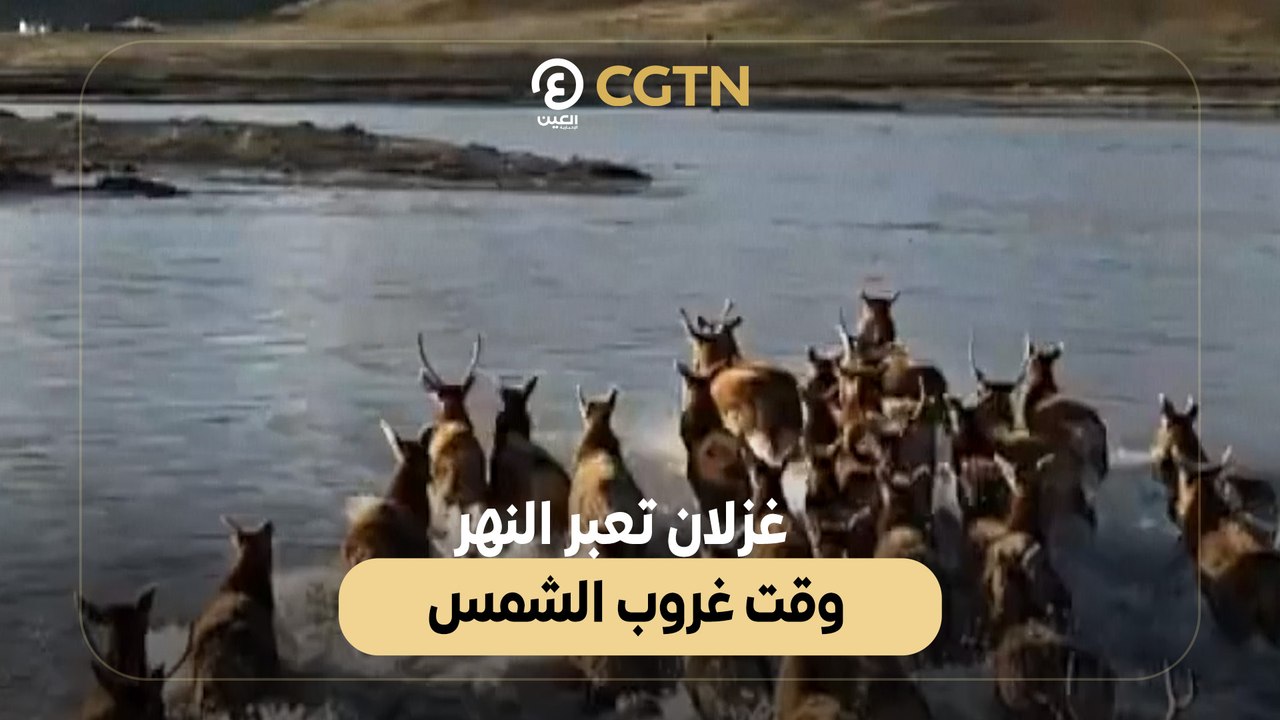 غزلان تعبر النهر وقت غروب الشمس