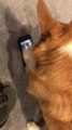 Corgi Tries to Dig at Phone's Screen to Get Woman Out