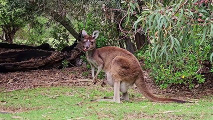 Kangaroo mother with baby