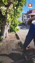 TALA INDISCRIMINADA DE ÁRBOLES