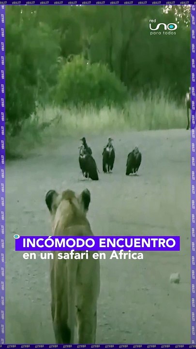 SAFARI