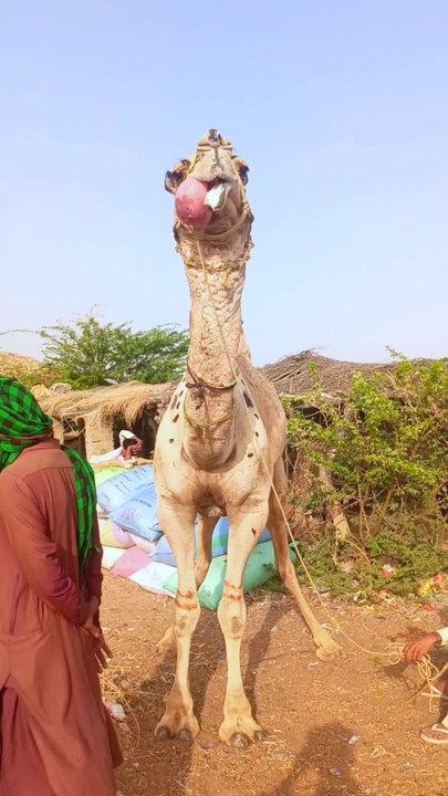 Camel Dulla Amazing @
