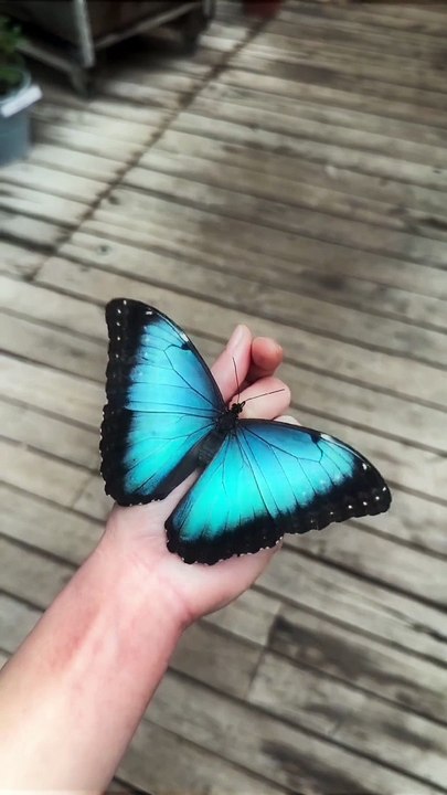 Beautiful Butterfly