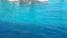 Dolphin dance