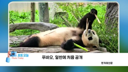 [포토오늘] 푸바오, 일반에 처음 공개 / YTN