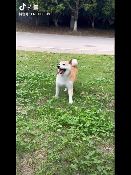 The FUNNIEST Amazing Pet Videos of 2024!  | BEST Compilation  | Fun Entertainment