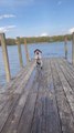 Excited German Shorthaired Pointer Dog Jumps Off Dock Into Water