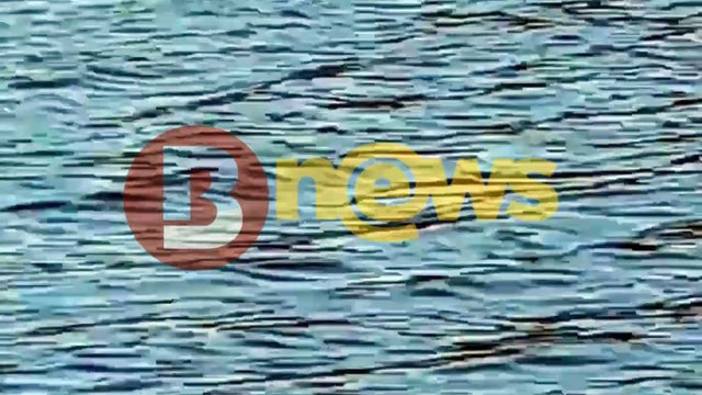 Elefante-marinho aparece em cidade do baixo sul da Bahia e impressiona moradores