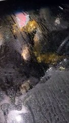 Urso Negro no Carro 🐻