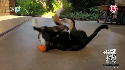 Entrevista - Conducta agresiva en mascotas