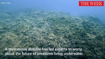 Are Diseases Increasing In The Ocean?