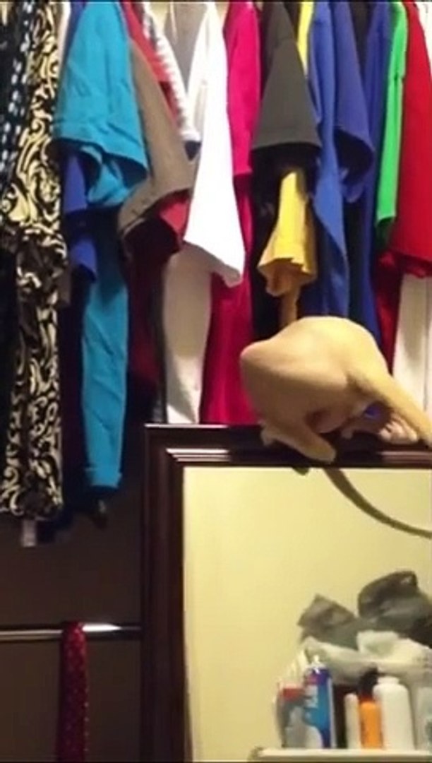Funny animals Funny cats/ dogs Funny animal videos