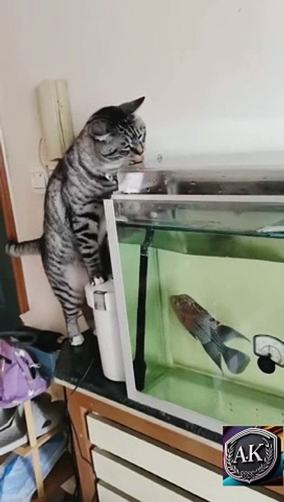 Cat vs fish