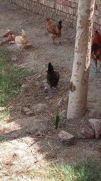 Hens are relaxing in farm House. Why open air is necessary for hens?