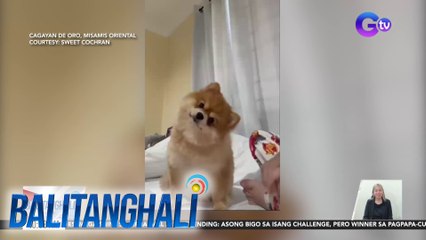 Aso, nagpa-cute sa camera kaya sablay ang "hands in challenge" entry | Balitanghali