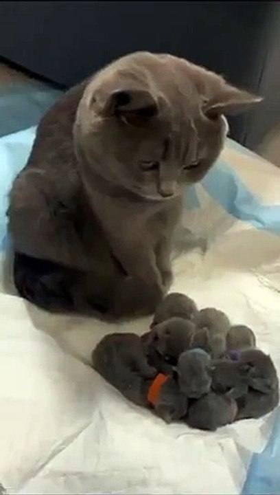 Sweet Cat has bundle of Cute Sibling.