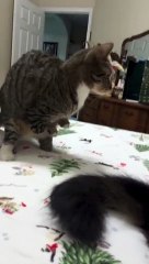 Cats Get Up In The Morning At Home