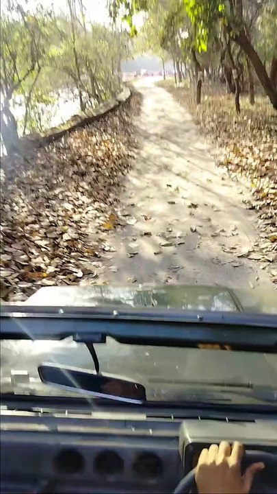 Cute monkey viral video