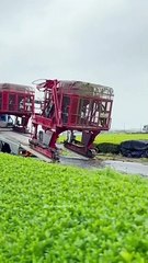 New Machine for Breaking Tea Husks #technology