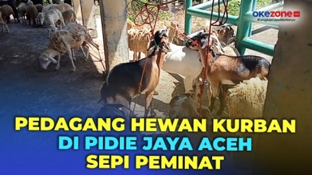 Jelang Iduladha, Pedagang Hewan Kurban di Pidie Jaya Aceh Mengeluh Sepi Peminat