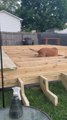 Dog Gets Stuck Inside Deck's Wooden Frame