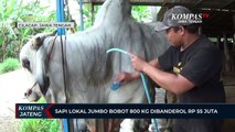 Sapi Lokal Jumbo Berbobot 800 Kg Dibanderol Rp 55 Juta