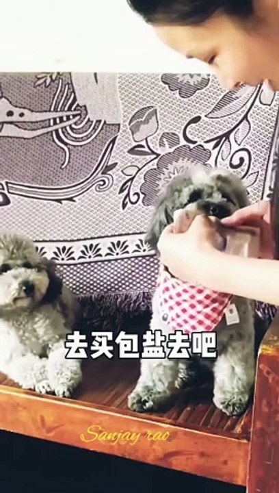 comedy reels video shortsvideo Dailymotion viral  popular  fact viral reels (1)