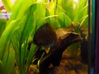 1ère vidéo discus
