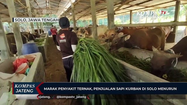 Marak Penyakit Ternak, Penjualan Sapi Kurban di Solo Menurun