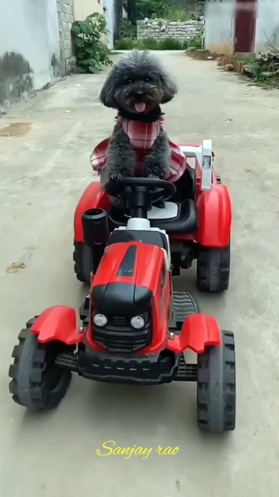 funny  video viral popular reels reels comedy fact (1)