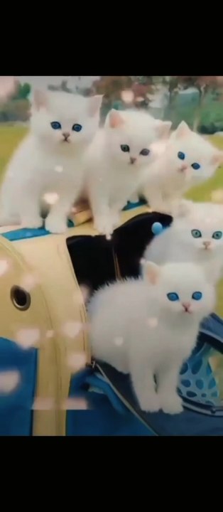 funny animals compilation | Epi #12