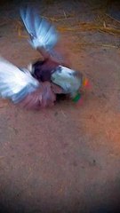 is-tarah-ka-kbtr-kis-kis-ky-ps-h-