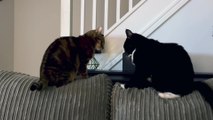 Two Cats Fight Each Other
