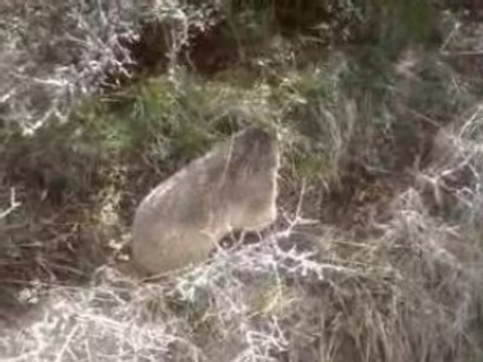 Marmotte sauvage