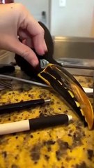 fascinating sight of birds