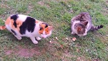 These cats are lovers ❤️ Friendly male and female cats.