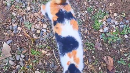 I fed a cute street cat  #streetcats #catvideos