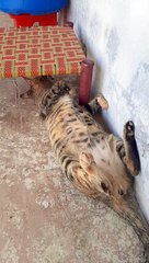 Tied cat sleep everywhere