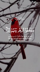 Beautufull tilawat.e. Quran and bird vedio