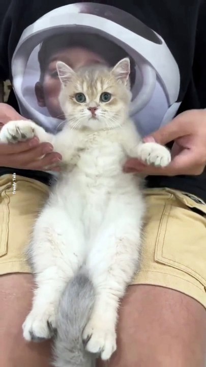 Dancer Cat #cat #cats #catshorts #catvideos #catlover #catlovers #catsofinstagram #usa #usacat