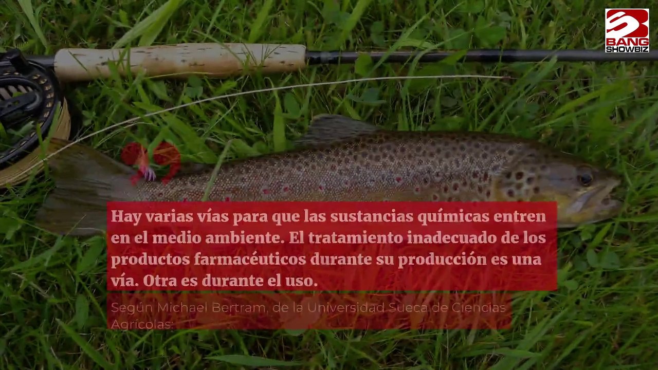 Las truchas se drogan en el mar