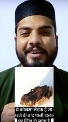 ye mendhak marne ke baad pani dalne par fir jinda ho jaata hai