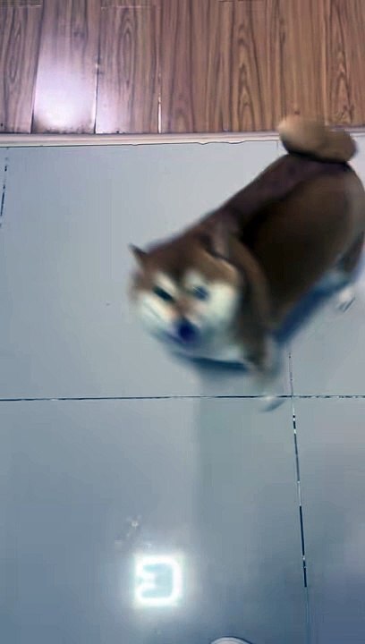 Sweet Dog